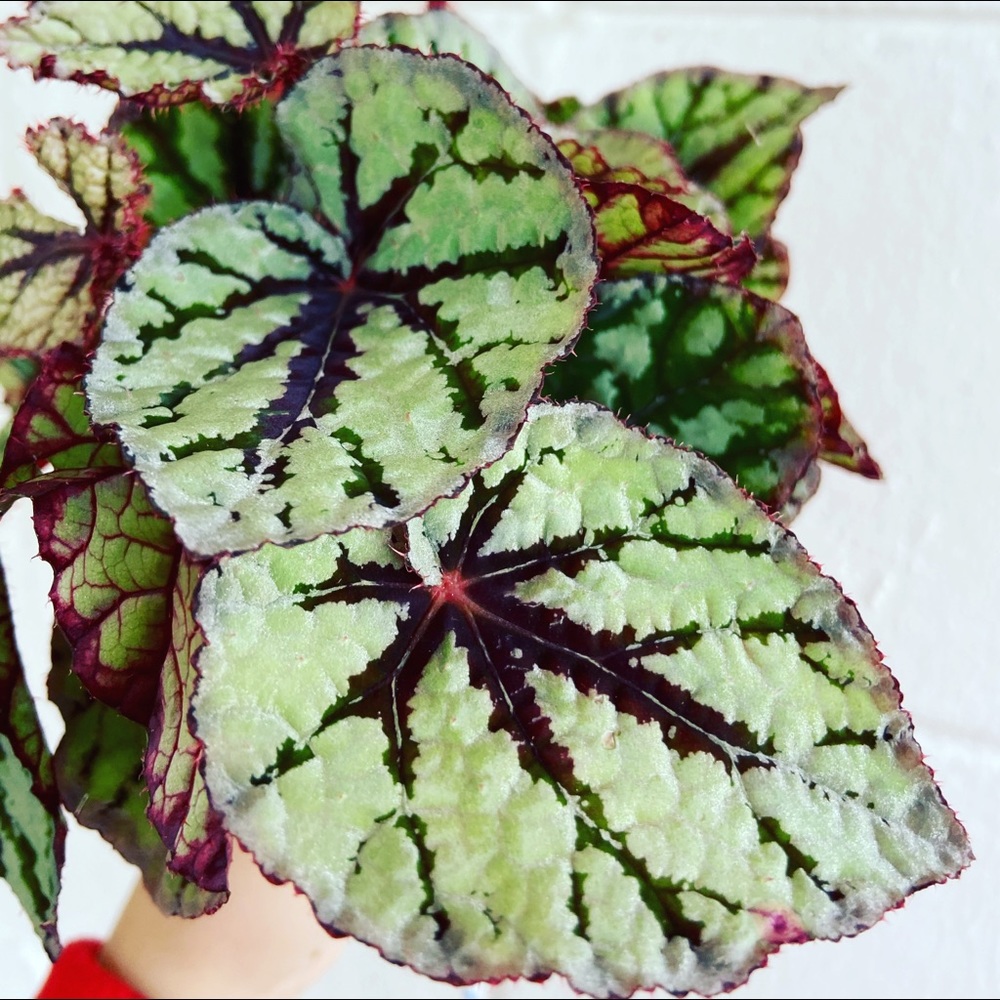 Begonia Rex 🪴💚